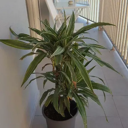 Appartement Chanty 1 Calp